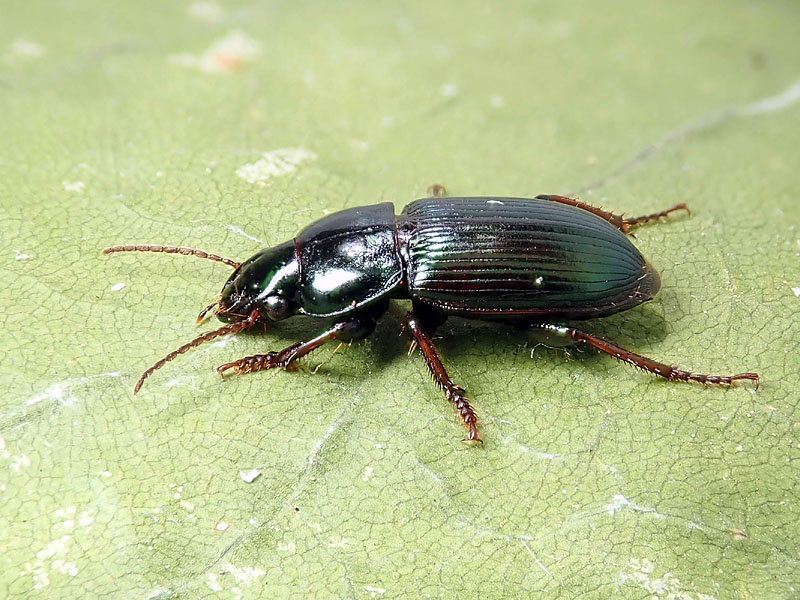 Carabidae: Harpalus da identificare - H. oblitus